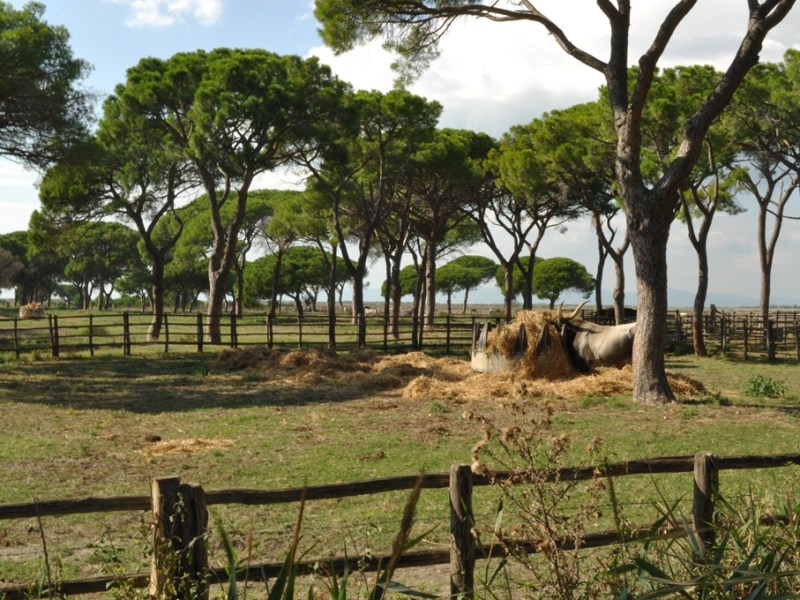 НАЦИОНАЛЕН ПАРК МАРЕМА – „ДИВОТО&nbsp;ЗОВЕ“