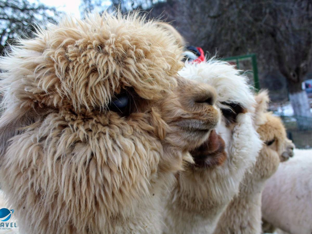 ЗООКЪТ АЛИС